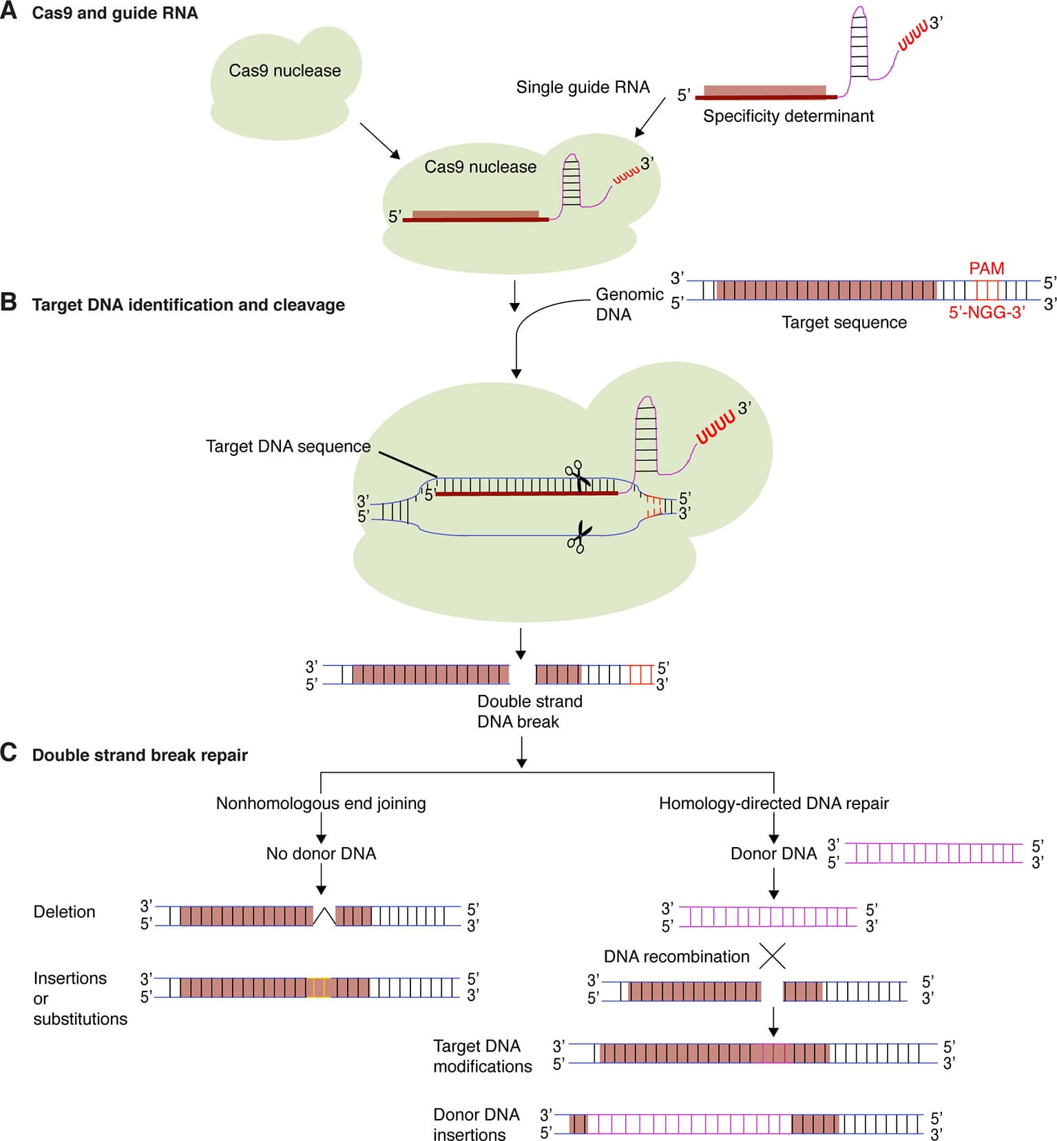 Principles and Techniques, Frontiers | Principles, Applications, and Biosafety of Plant Genome Editing Using CRISPR-Cas9