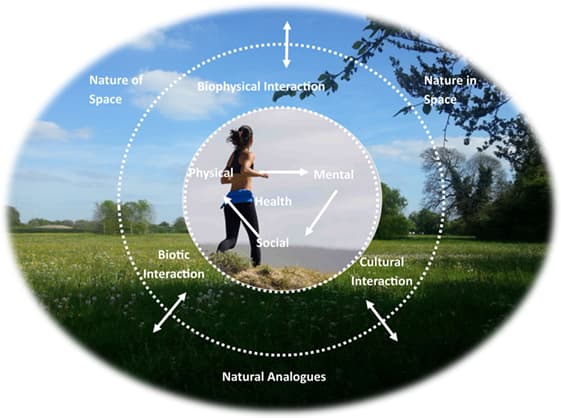 Geography as an Interdisciplinary Field, Frontiers | The Human–Nature Relationship and Its Impact on Health: A Critical Review