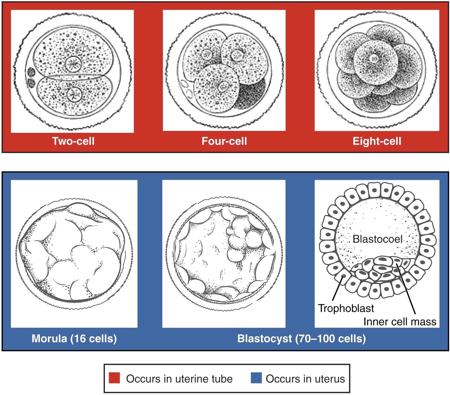 Germinal, Embryonic, and Fetal Stages, Embryonic Development · Anatomy and Physiology