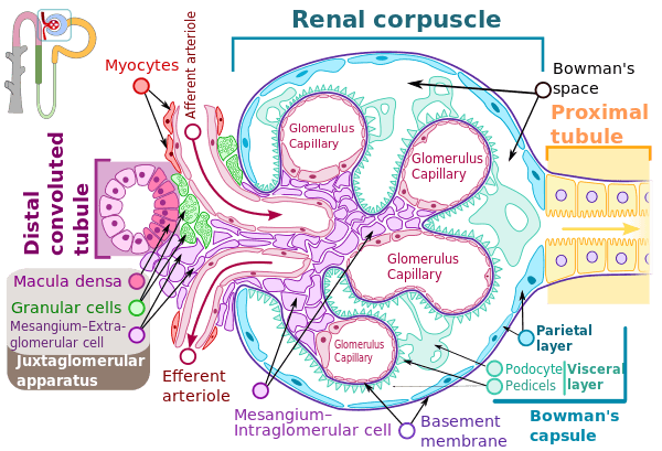 Glomerular Filtration and Tubular Processes, Bowman's capsule - Wikipedia