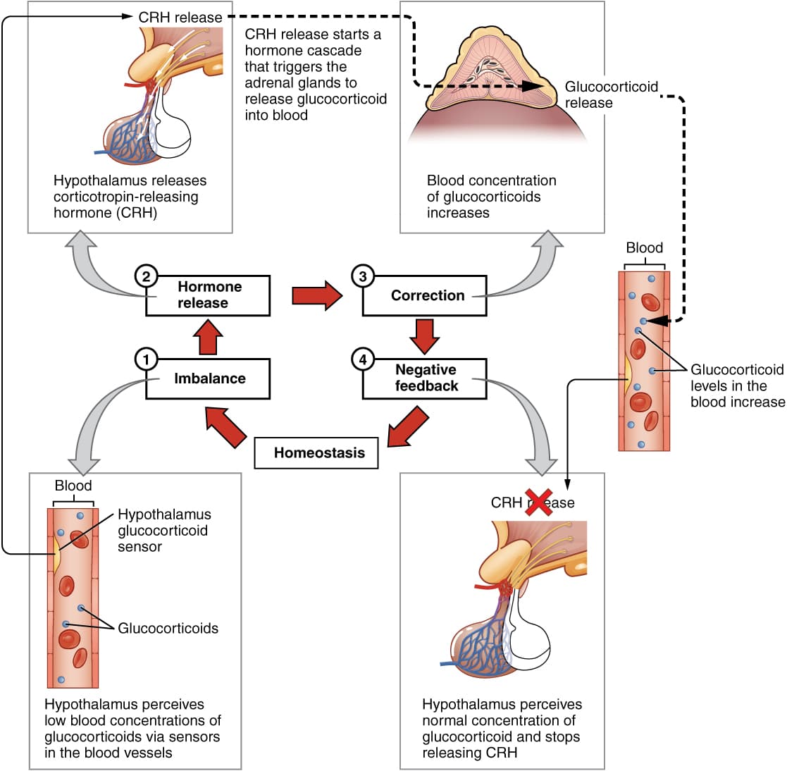 Glucocorticoids vs mineralocorticoids, Hormones | Anatomy and Physiology