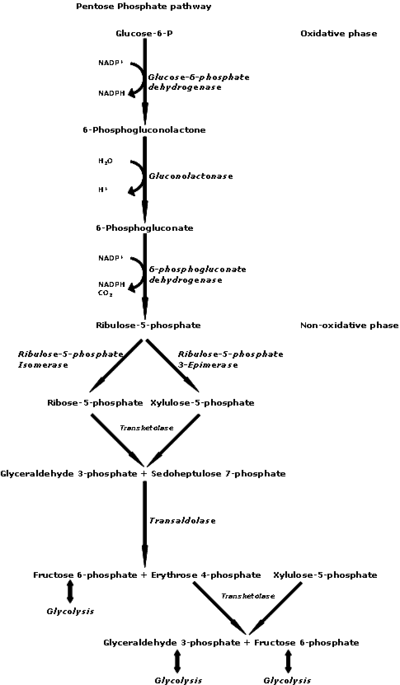Glucose Oxidation and NADPH Production, Pentose phosphate pathway - Wikipedia