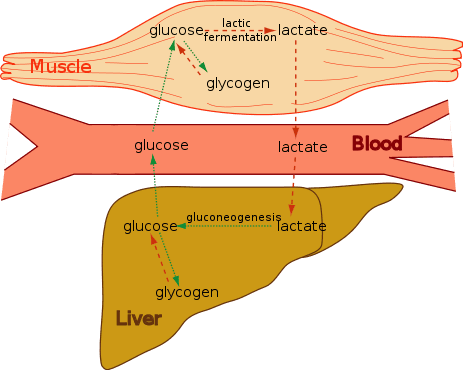 Glycogen Structure and Function, 6.28 Anaerobic Respiration | Nutrition Flexbook