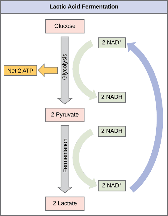 Glycolysis Overview, Metabolism without Oxygen · Biology