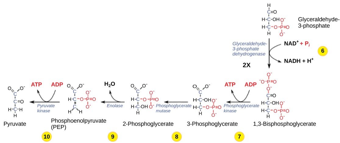Steps and enzymes of glycolysis, Glycolysis | OpenStax: Biology