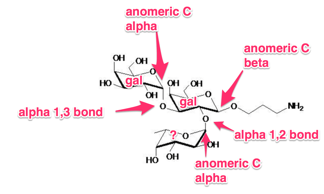 Glycosidic bond formation, biochemistry - Classification of glycosidic anomeric bonds (alpha vs. beta) - Biology Stack Exchange