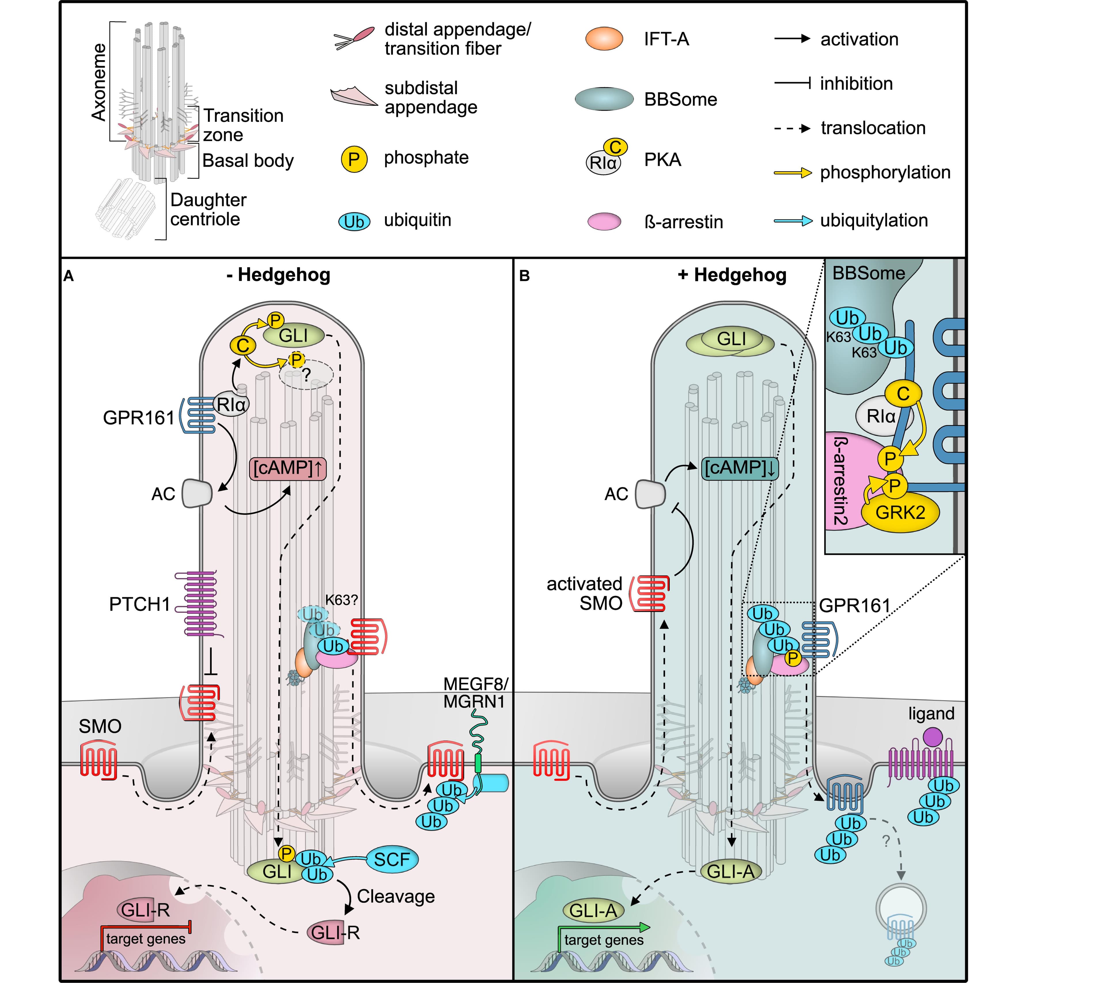 Glycosylation and Phosphorylation, Frontiers | Phosphorylation and Ubiquitylation Regulate Protein Trafficking, Signaling, and the ...