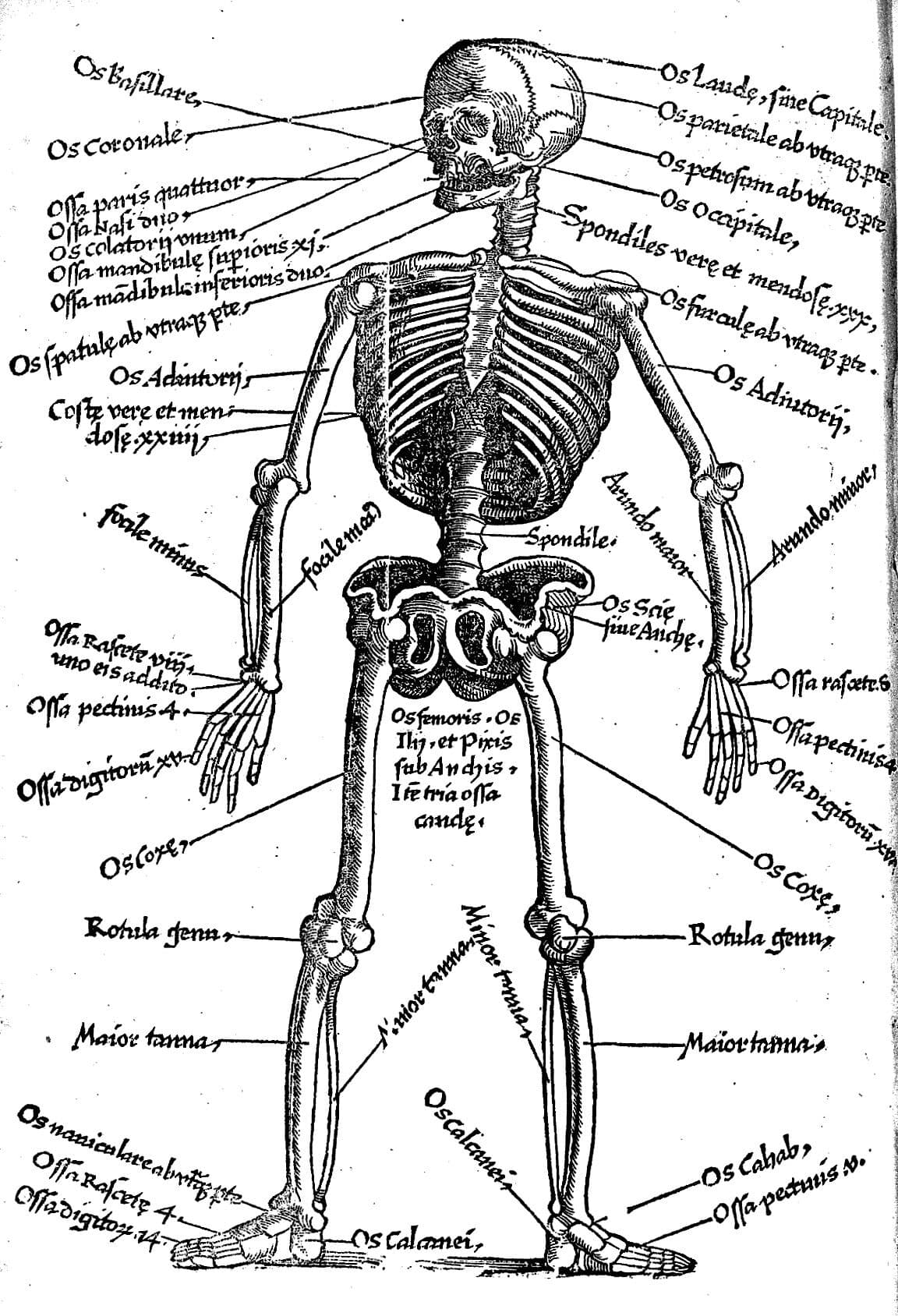Greek vs Latin influences, Skeleton with Latin key to names of bones. | Wellcome Collection