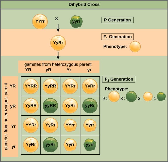 Gregor Mendel's Discoveries, 28.6C: Mendel’s Law of Independent Assortment - Medicine LibreTexts