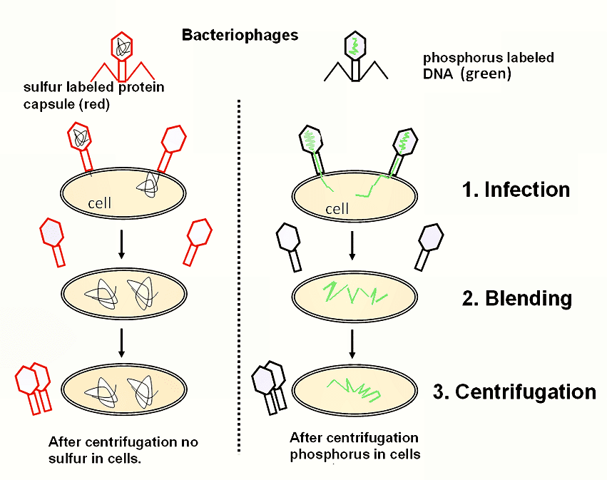 Experiments establishing DNA's genetic role, File:Hershey Chase experiment.png - Wikipedia