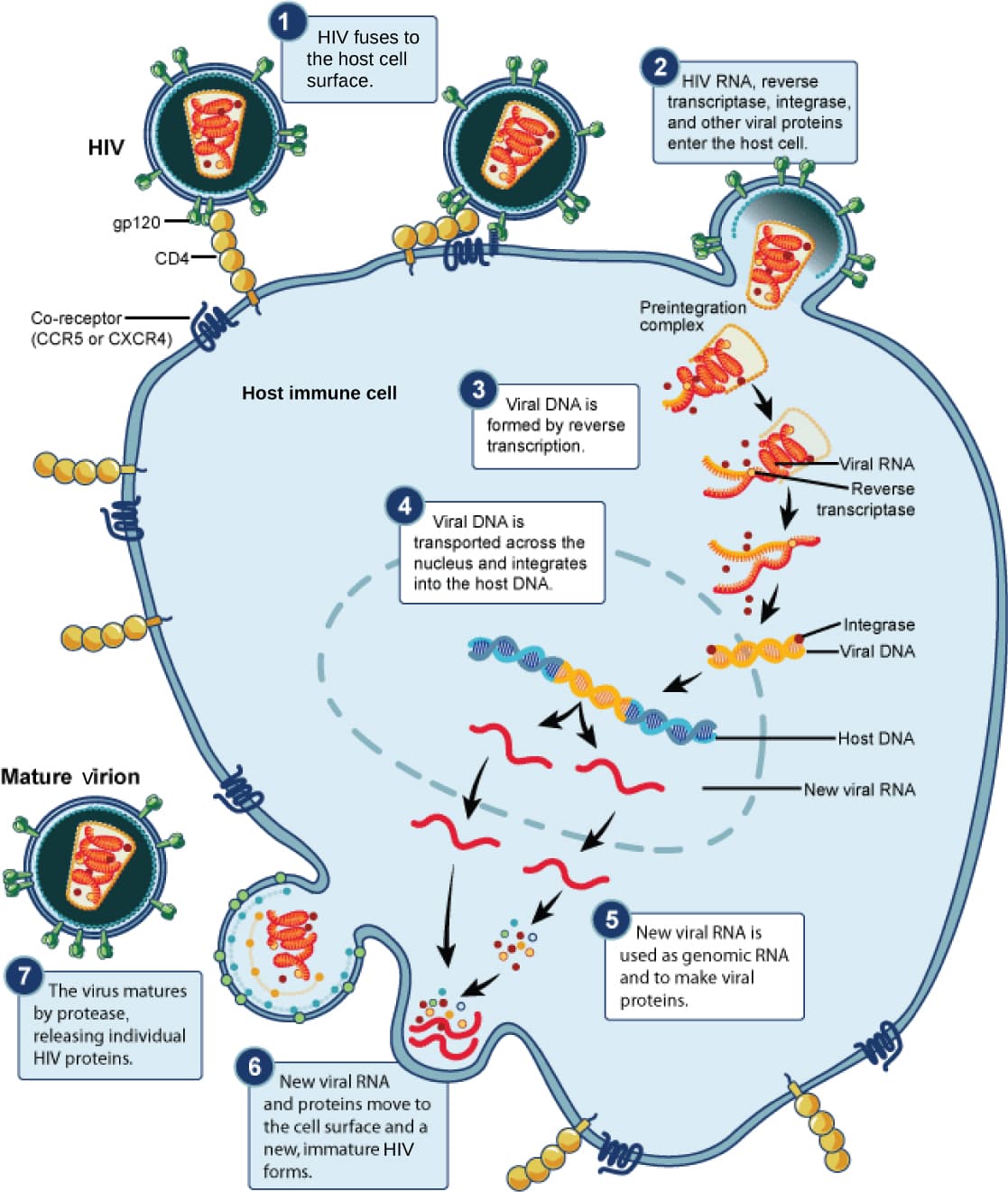 Mechanisms of HIV infection, Prevention and Treatment of Viral Infections | OpenStax Biology 2e
