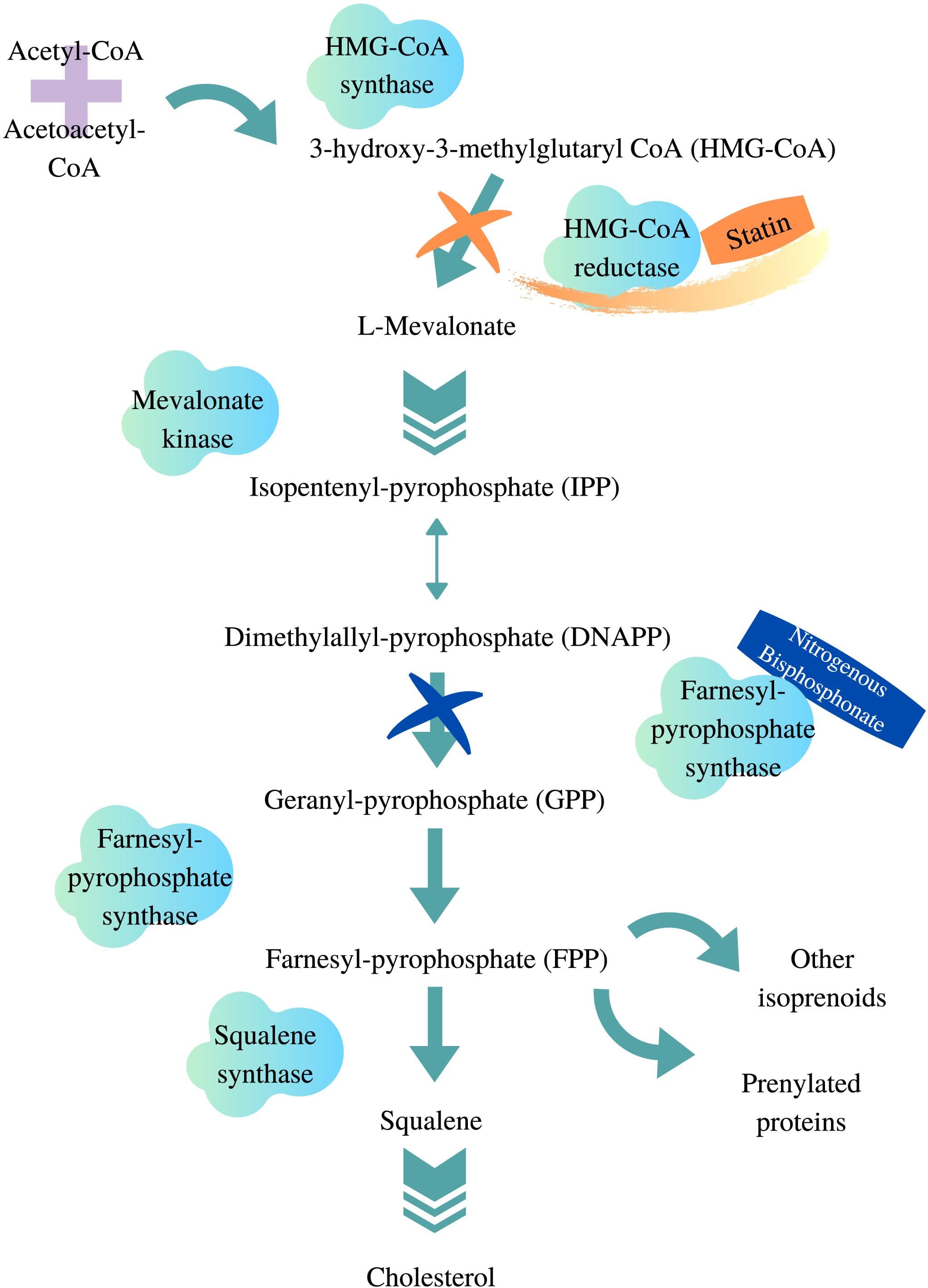 HMG-CoA Reductase and the Mevalonate Pathway, Frontiers | Pharmacogenetics of Statin-Induced Myotoxicity
