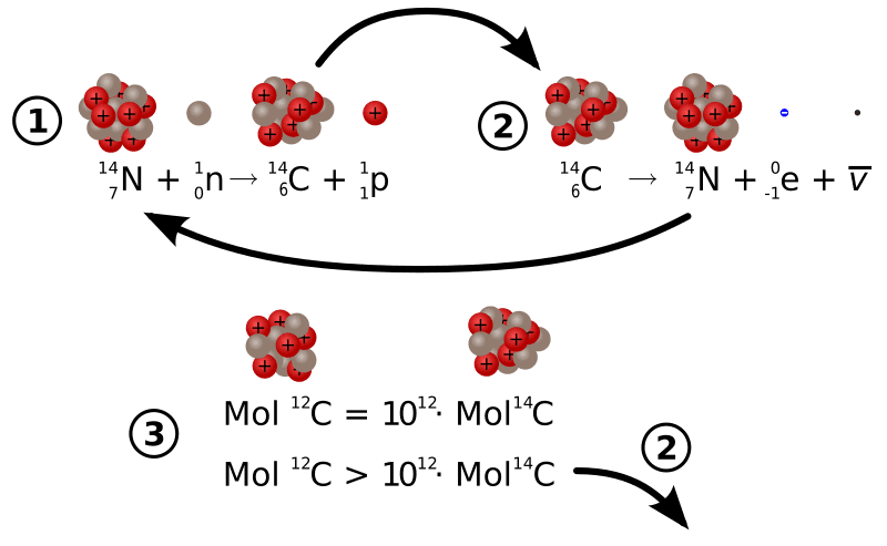 Half-life in radioactive decay, File:Carbon 14 formation and decay.svg - Wikimedia Commons