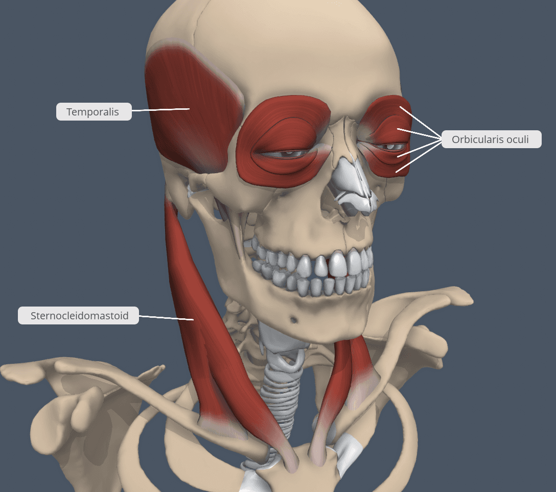 Head, Neck, and Trunk Muscles, Chapter 9: MUSCULAR SYSTEM – Human Anatomy (MASTER)