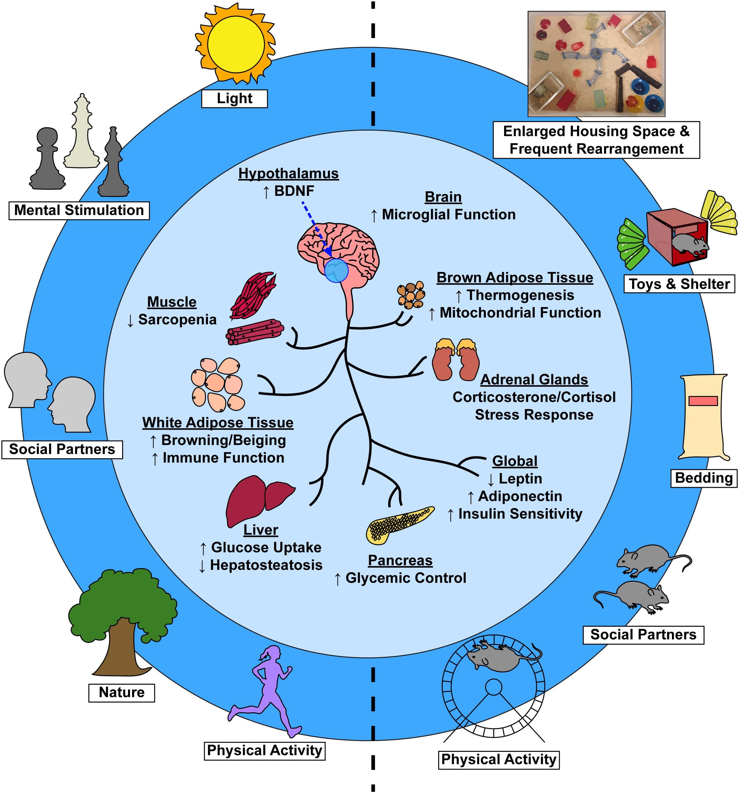 Defining Health Promotion and Population Health, Frontiers | Improvements to Healthspan Through Environmental Enrichment and Lifestyle ...