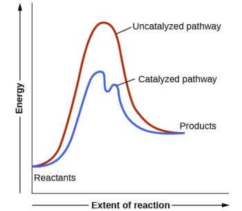 Catalyst and Reactant Phases, 12.7 Catalysis | General College Chemistry II