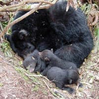 Hibernation and estivation as survival strategies, Hibernation - Wikipedia