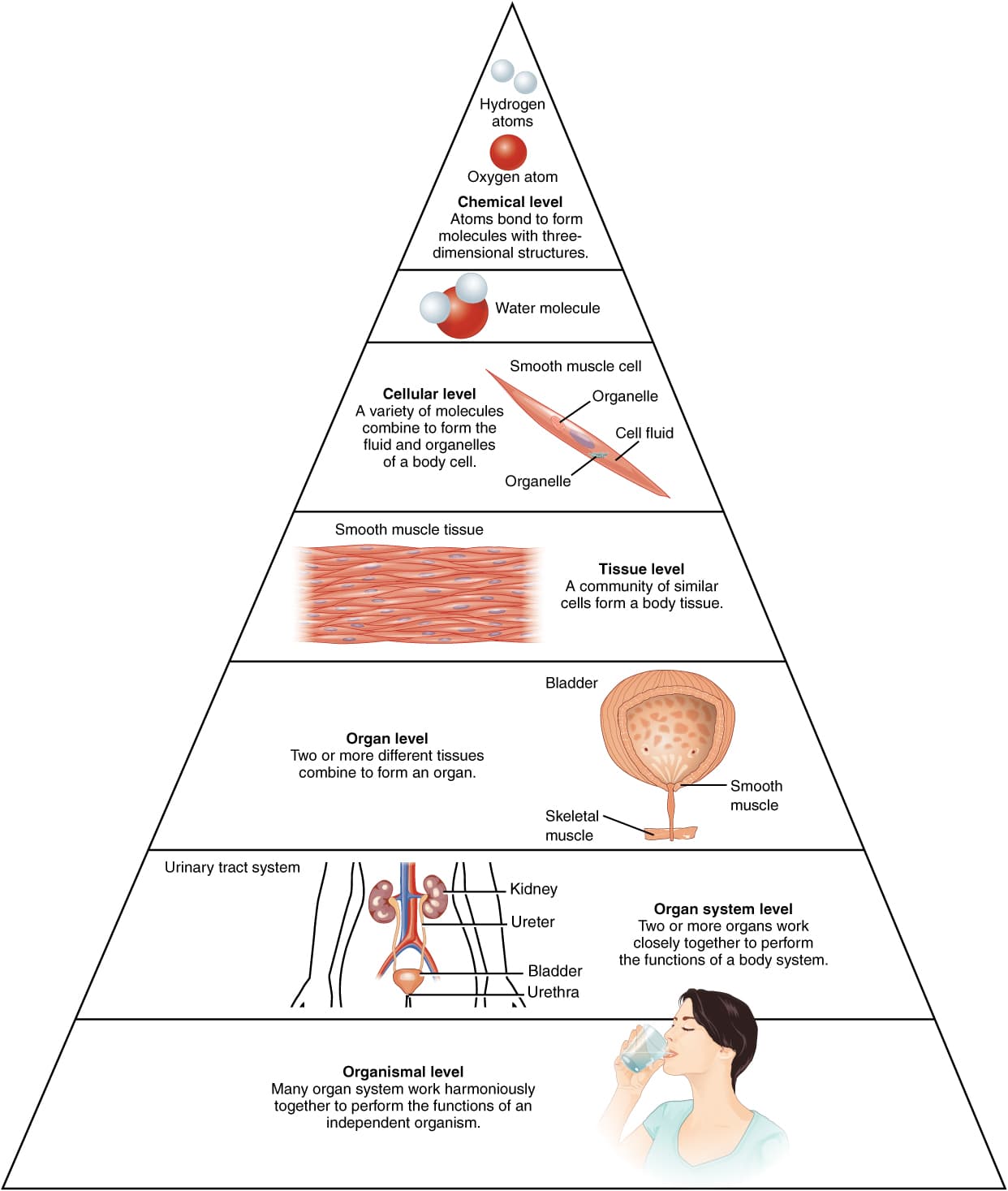 Hierarchical Levels from Smallest to Largest, Structural Organization of the Human Body | Anatomy and Physiology I