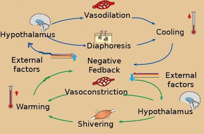 Definition and Significance of Homeostasis, Homeostasis | Boundless Anatomy and Physiology