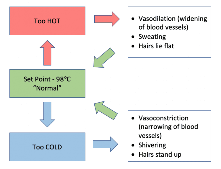 Maintaining a Steady Internal State, Spotlight on Homeostasis – MHCC Biology 112: Biology for Health Professions