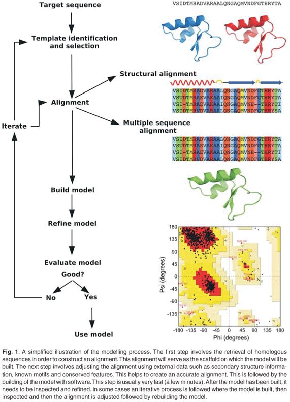 Definition and basic principles, Protein homology modelling and its use in South Africa