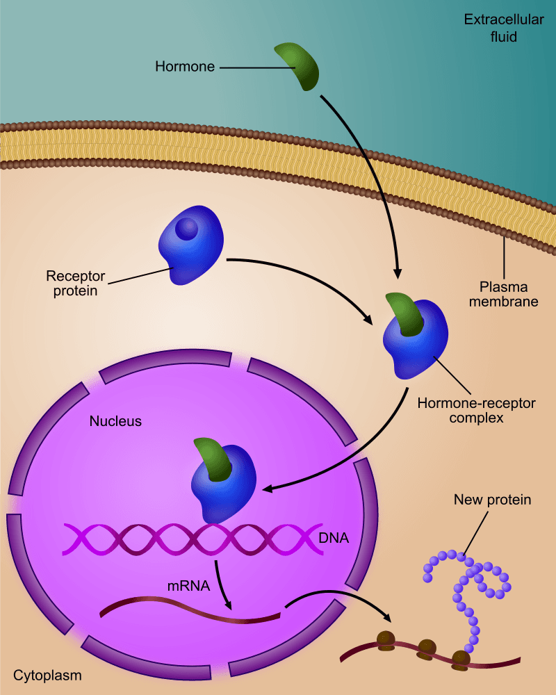 Hormones as Chemical Messengers, 9.3 Endocrine Hormones – Human Biology