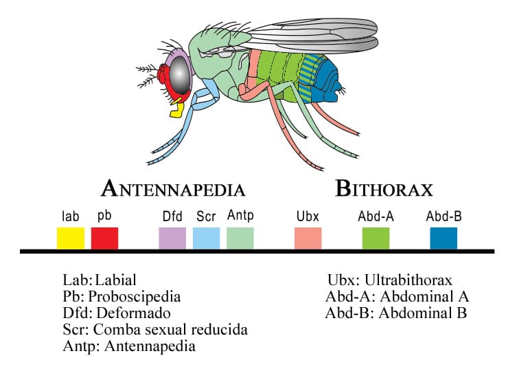 Hox Gene Clusters Across Species, File:Hox-genes-drosophila.jpg - Wikimedia Commons