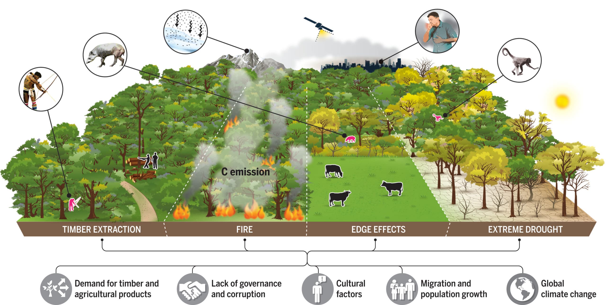 Human activities, 38% of remaining Amazon forest already degraded - South Africa Today