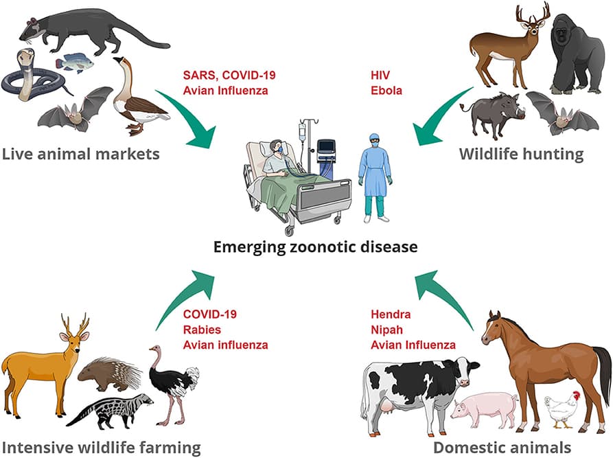Disease reservoirs and pathogen persistence, Frontiers | Emerging Zoonotic Diseases: Should We Rethink the Animal–Human Interface?