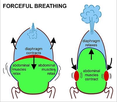 Hyperpnea vs hyperventilation, Respiratory system - Wikipedia