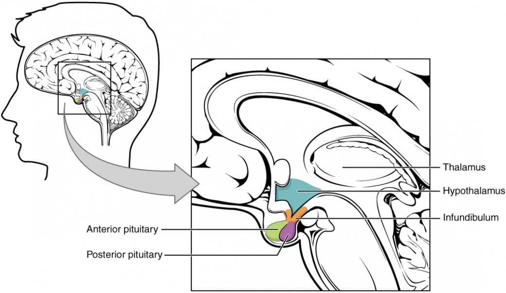 Hypothalamus-pituitary endocrine regulation, The Pituitary Gland and Hypothalamus | Anatomy and Physiology I