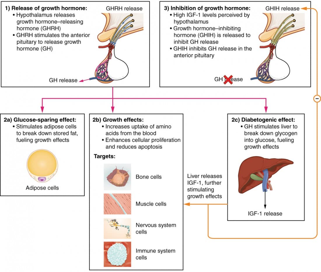 does ghk-cu stimulate pituitary gh release The Pituitary Gland and Hypothalamus | Anatomy and Physiology I Class Notes