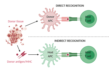 Rationale for immunosuppressive therapy, Immunosuppressive drugs in organ transplantation to prevent allograft rejection: Mode of action ...