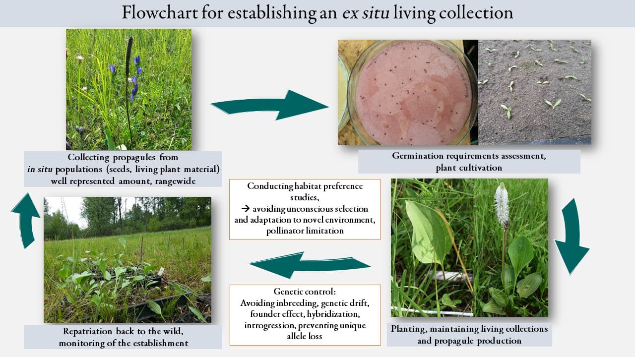 Importance of ex situ conservation, Ex situ conservation in botanical gardens – challenges and scientific potential preserving plant ...