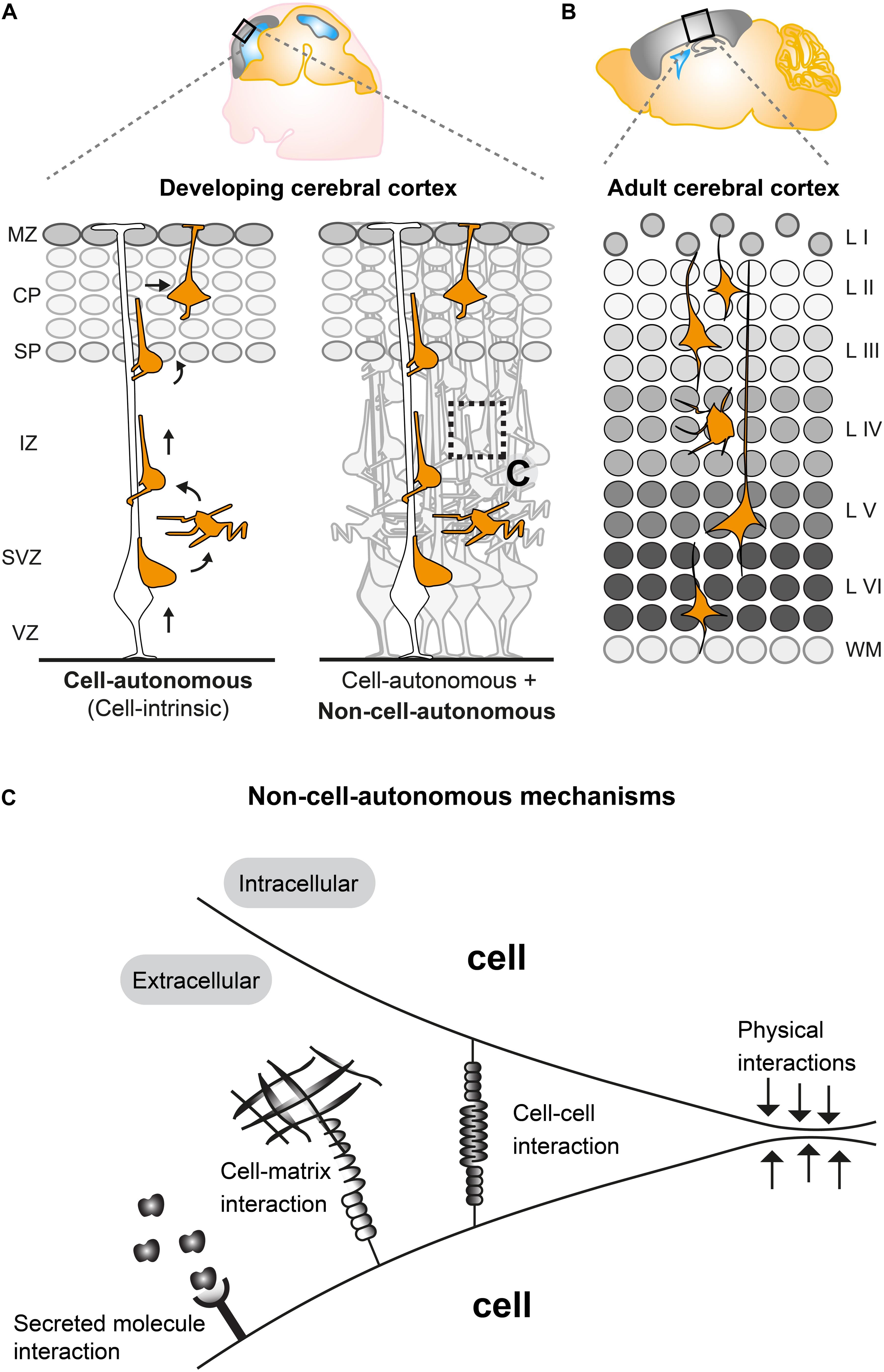 Importance of Neural Migration, Frontiers | Non-Cell-Autonomous Mechanisms in Radial Projection Neuron Migration in the ...