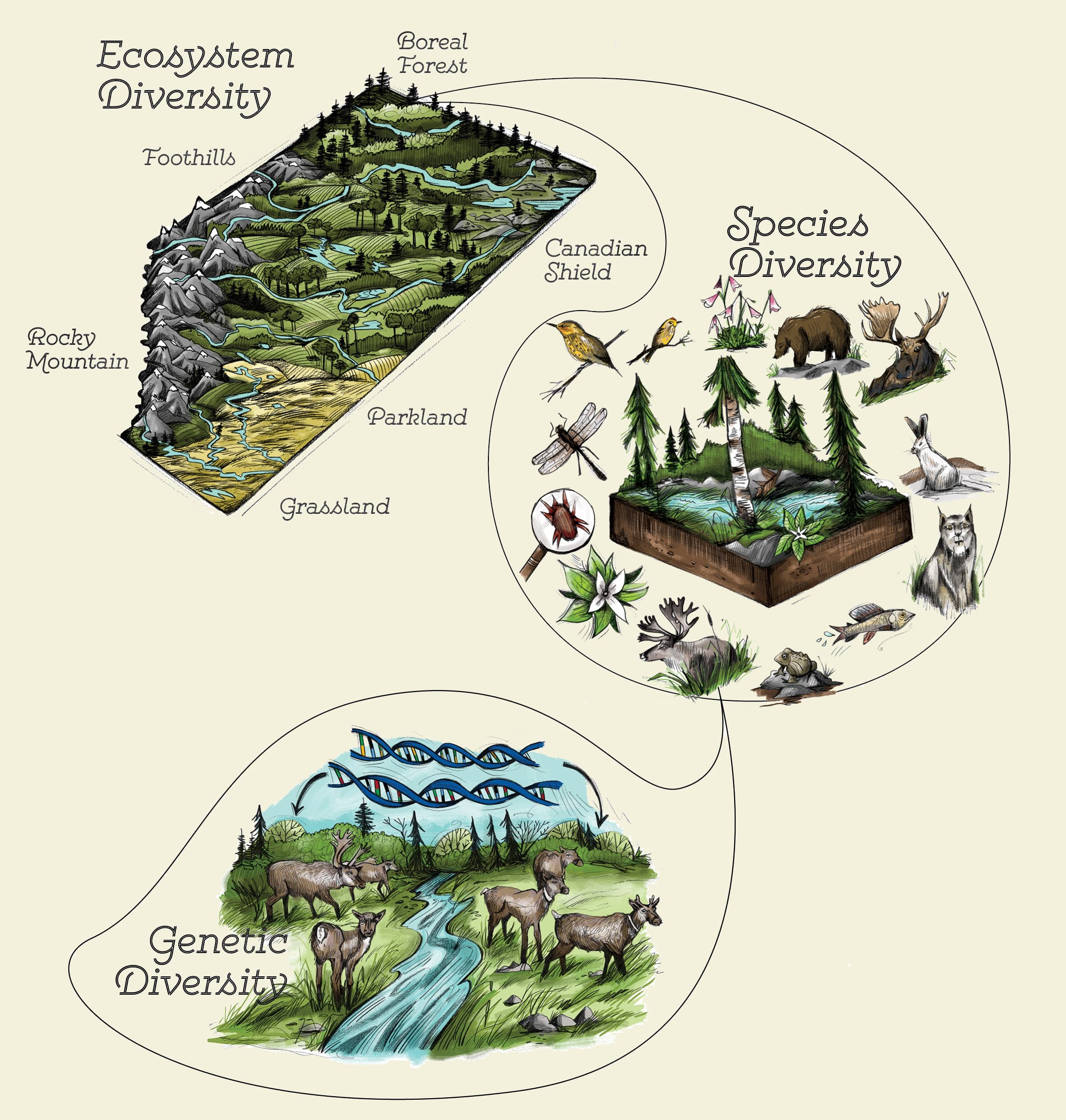 Definition of in situ conservation, Taxonomy | Biology for Non-Majors I