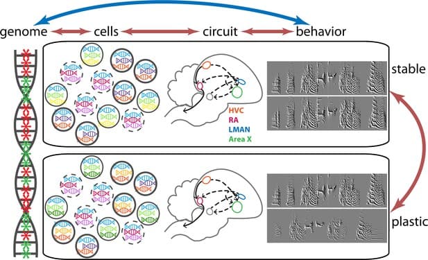 Inherited vs learned behaviors, Gene Expression: Listen and learn | eLife