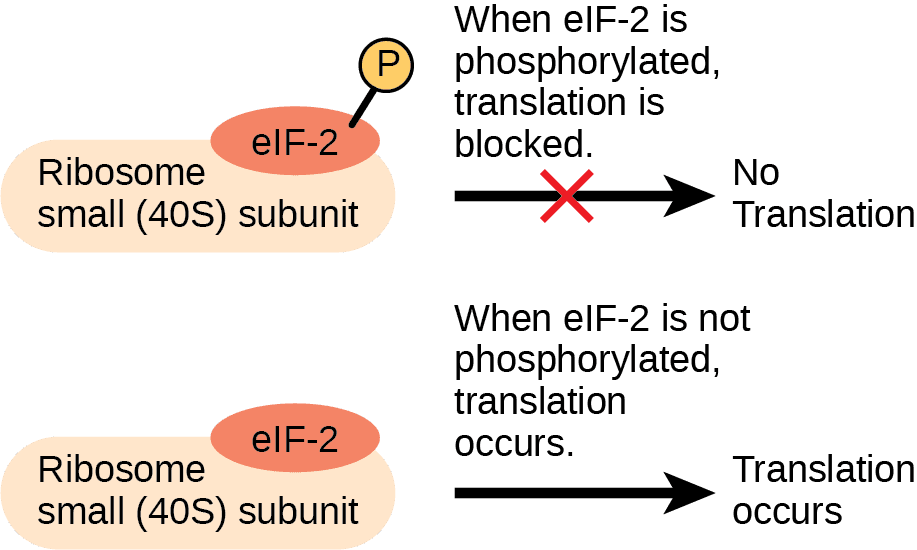 Initiation, Elongation, and Release Factors, Eukaryotic Translational and Post-translational Gene Regulation | OpenStax Biology 2e