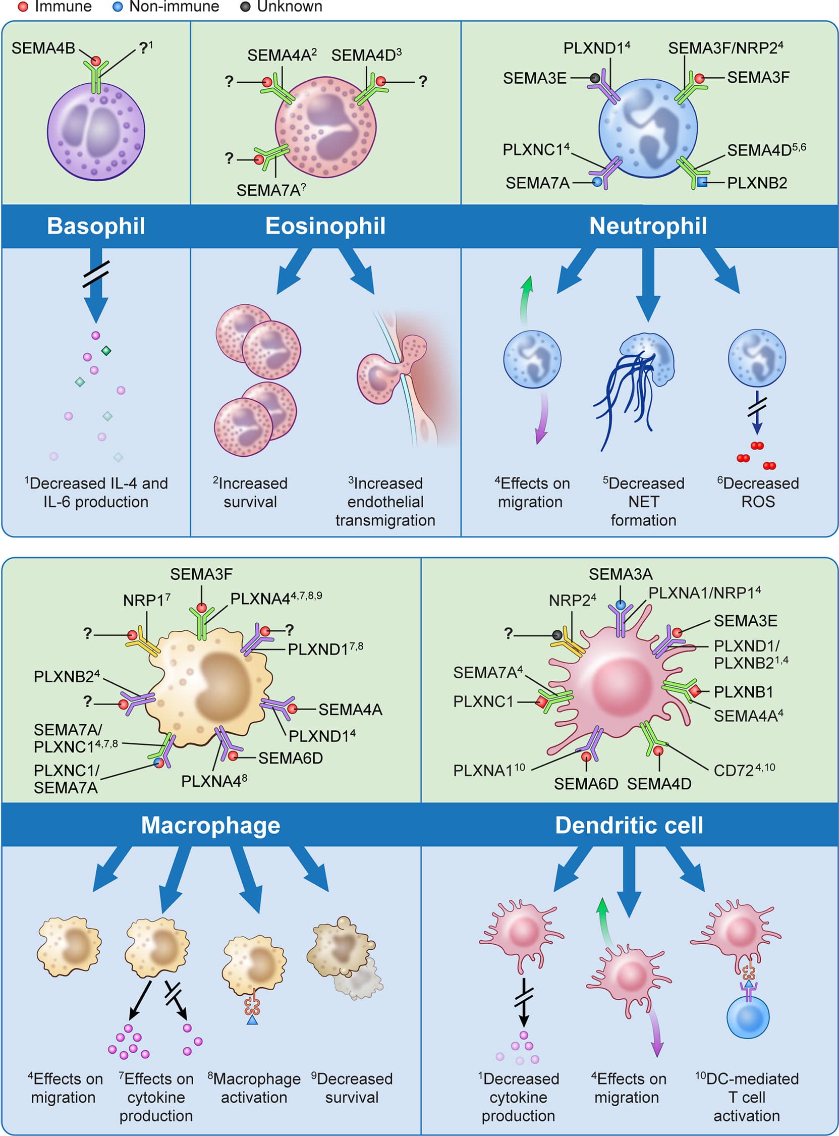 Innate Immunity in Invertebrates, Frontiers | The Role of Semaphorins and Their Receptors in Innate Immune Responses and Clinical ...