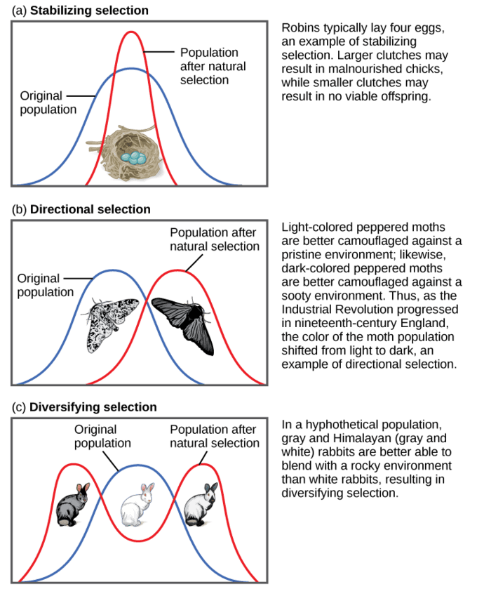 Integration of Population Genetics and the Modern Synthesis, Adaptive Evolution | Boundless Biology