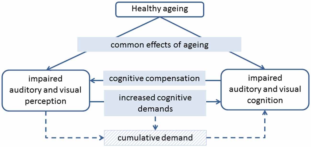 Intelligence and Processing, Frontiers | Perception and Cognition in the Ageing Brain: A Brief Review of the Short- and Long ...