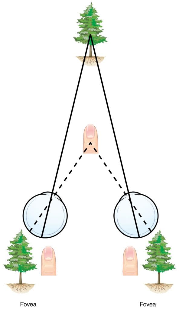 Definition of interaxial distance, Stereo Depth Cues – Introduction to Sensation and Perception