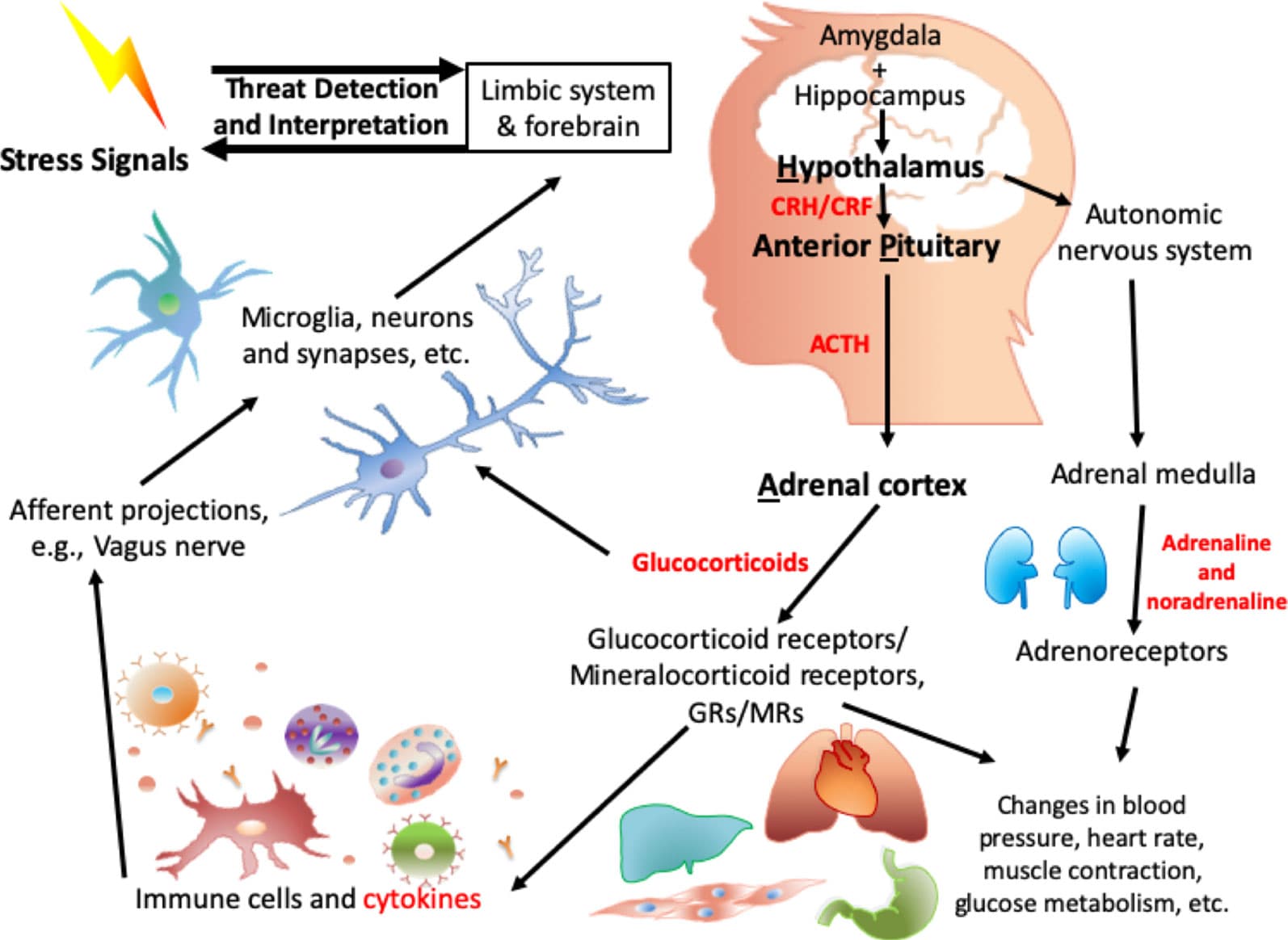 Intergenerational transmission, Frontiers | Epigenetic Modifications in Stress Response Genes Associated With Childhood Trauma