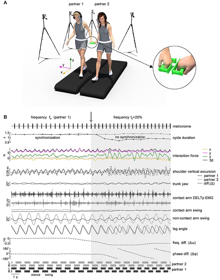 Definition and Importance, Frontiers | Human-Human Interaction Forces and Interlimb Coordination During Side-by-Side ...