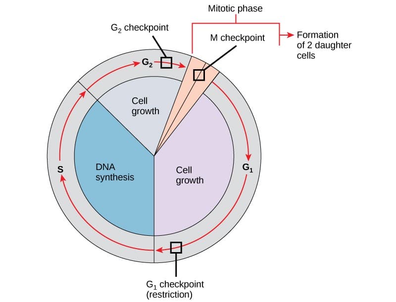 Interphase: Preparation for cell division, Control of the Cell Cycle | OpenStax: Biology