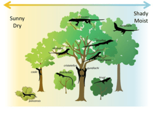 Intraspecific vs interspecific, Competition | Biology for Majors II