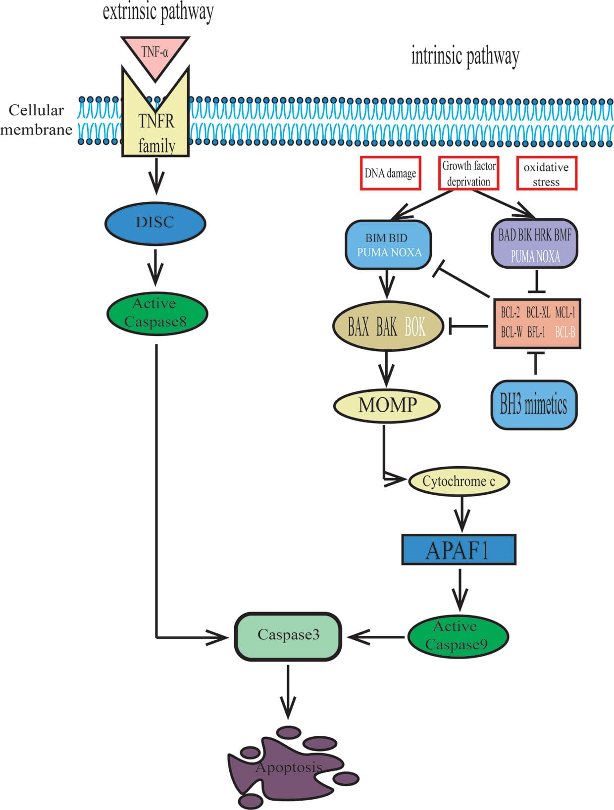 Intrinsic vs extrinsic apoptosis pathways, Frontiers | Targeting Bcl-2 Proteins in Acute Myeloid Leukemia