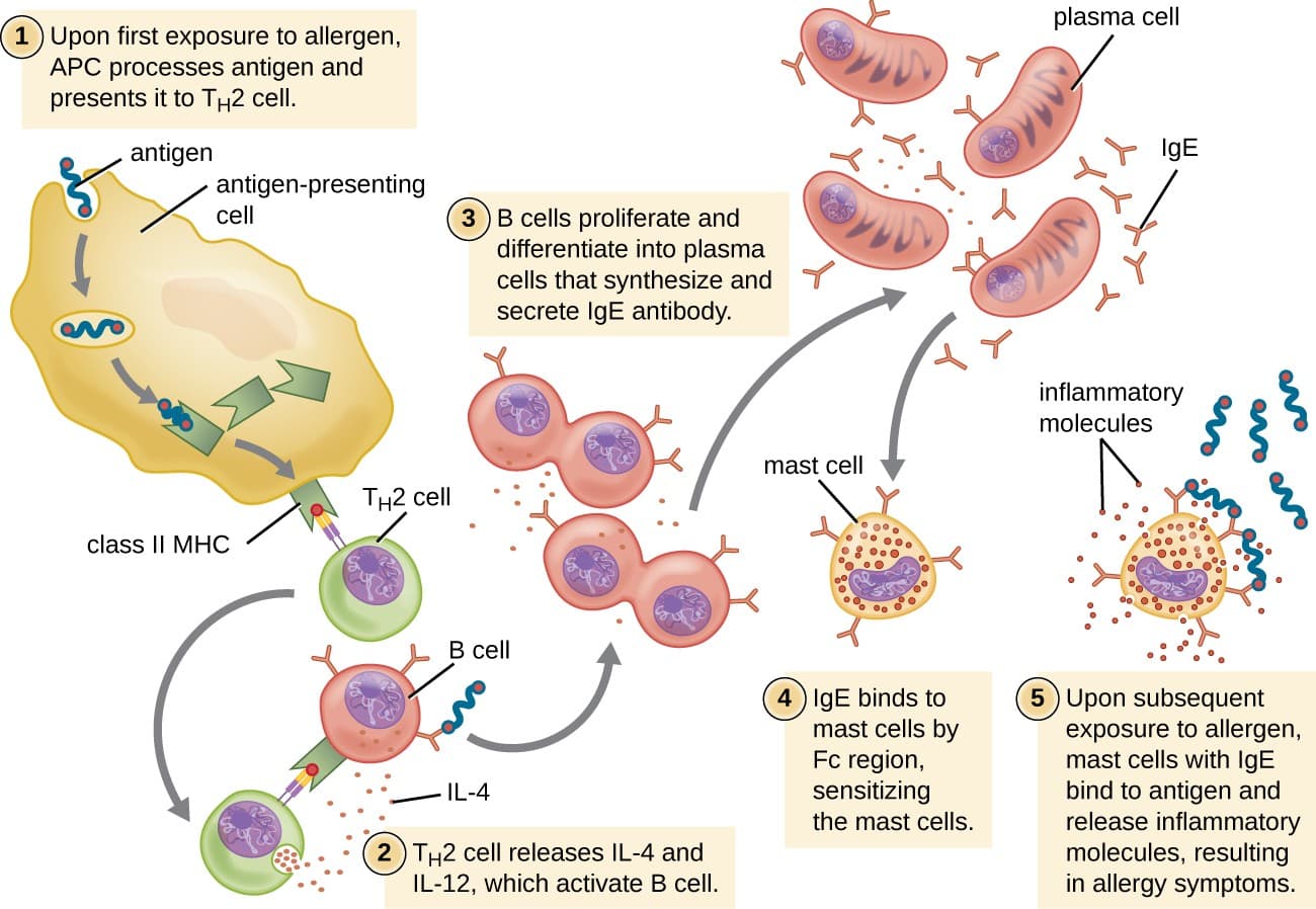 Introduction to Hypersensitivity, Hypersensitivities | Microbiology