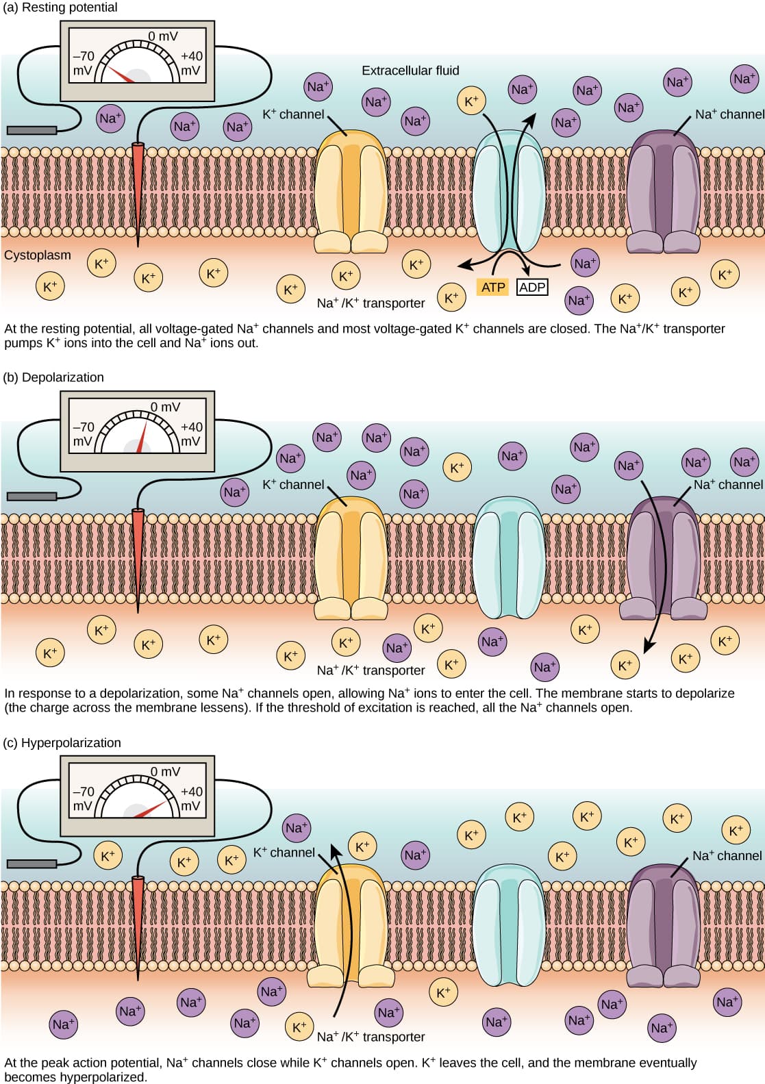 Ionic basis of the resting membrane potential, Resting Membrane Potential | Biology for Majors II