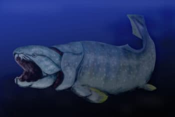 Jawless vs jawed fishes, Jawed Fishes | Biology for Majors II